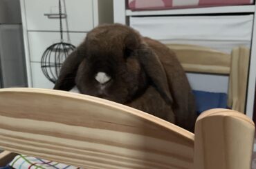Crazy Bunno Behaviour (again)