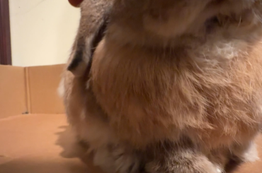 Is Romeo having happy noises?