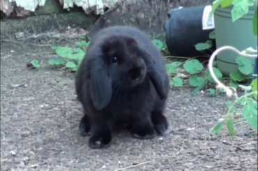 Muffin-2016- only a few months old