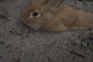 I hope he’s having the best, happiest bun life.