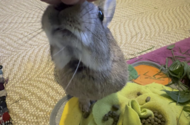 Have you ever seen such delightful whiskers?