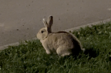Wild rabbit or lost pet?