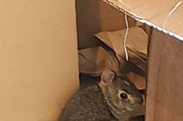 My job is delayed today, because there is a baby wild bunny in my garage