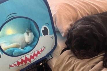 just spud with his brother who is sad he can’t get into his bed with him