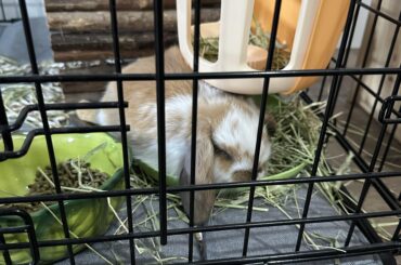 Recommendations for big play pen