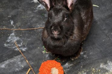 Tessa needs her beans cleaned. Any advice on cleaning rabbit feet?