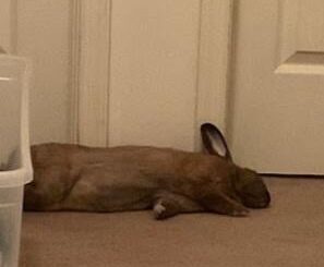 flop and snooze 💤