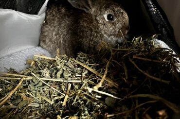 Lola Bun did great at her spay. She’s home and resting now, still a little high. It was decided Comrade Bun would tag along for pickup to provide moral support.