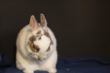Grieving my first ever rabbit and pet.