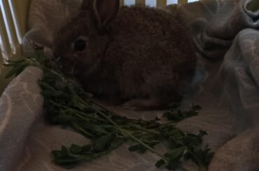 just rescued this little guy!! what should i do?? what are the basics to know on how to take care of Bunnies???