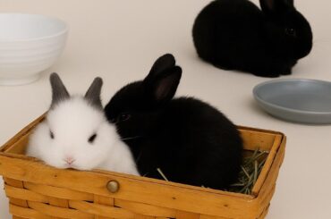 I have a bunny couple who just had kits and in desperate need for homes. South Florida Ft. Lauderdale area!!