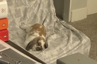 He has to live in a hutch for my month long vacation