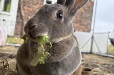 Breakfast time !