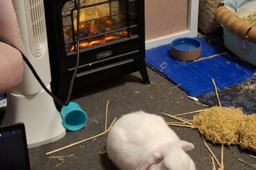 bun on high alert, jumpy