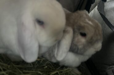 worried about newly adopted bunnies