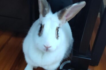 My name is Lola. I like peeing and pooping on the floor