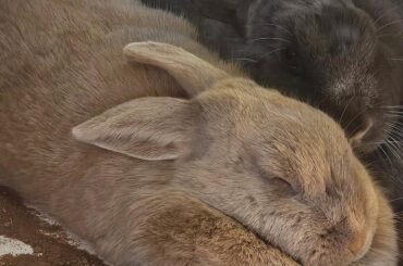 eepy buns 🥺