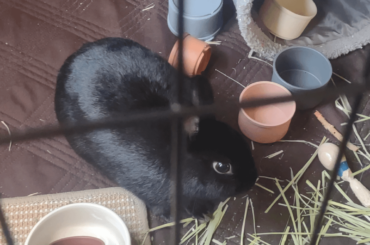 Why is my bun drinking less water?