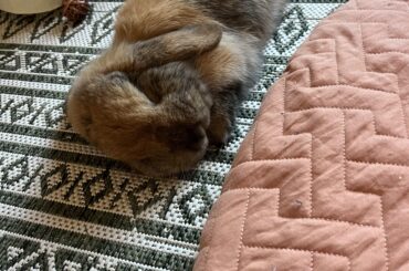 Bunny beds?