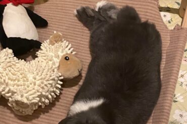 Vitello cozy on his little bed🥹❤️