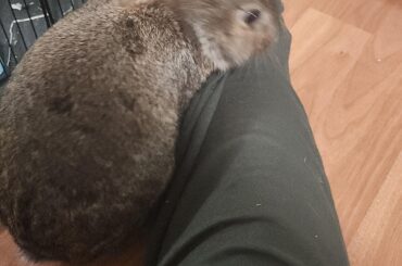 Is this bunny domestic or wild?