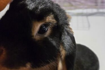 What are the cheapest vegetables a rabbit can eat?