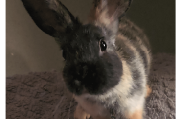 Anyone ever see a harlequin bunny with an all black face?