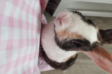 Should I let her jump on the bed?