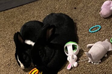 Toothless crossed the rainbow bridge