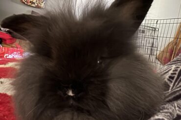 Meet Beau!