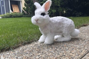 what breed could my 7 year old bunny be?