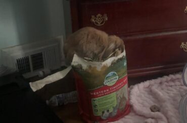 idk how she fit