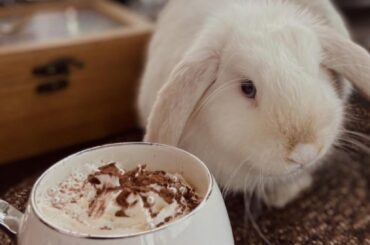My bunny (part 2)