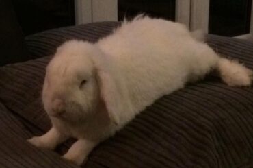 Should i get a bunny if they will have to primarily live alone outdoors? 🐰