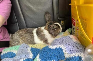 12 year old Bun Bun!