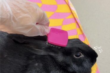 Enjoy my Lock Screen of my favorite bunny I volunteer with 🖤