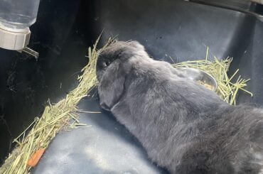 he just got his teeth trimmed hehe (he has macrodontia which is larger teeth than most bunnies and they grow faster)