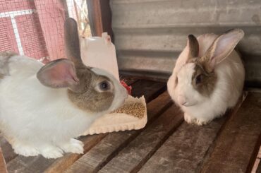 What’s the name of this type of bunnies 🐰?