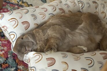 Sunday bunday