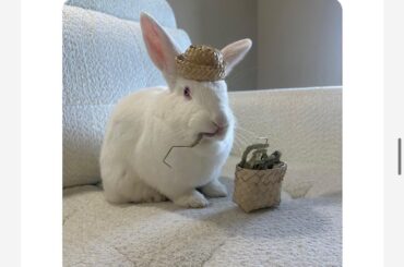 Please vote for my bunny and help him win!
