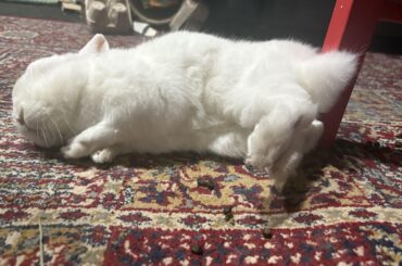 Chairpillow for my Floofybutt?