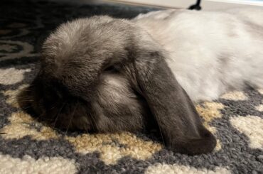 Help! My bunny is melting!