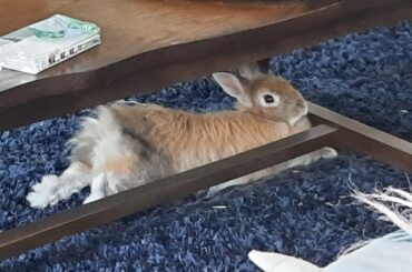 Must. Resist. Floofeets.