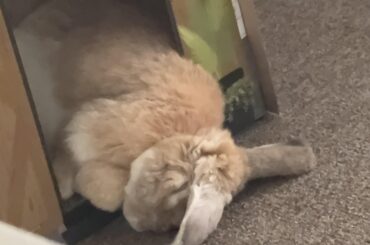 Top Tier relaxing from miss Chonks