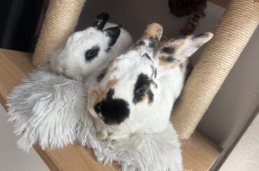 My Bon Bon passed away last night.. advice?