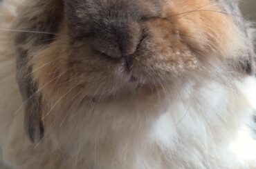 My bunny boy
