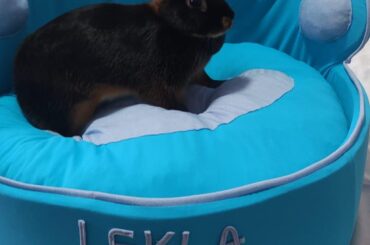 Hey everyone here's Leyla in her bed