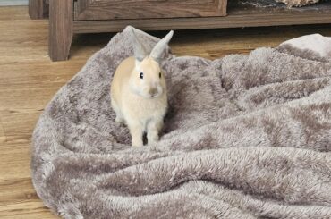 Sybil's first fuzzy blanket