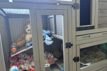 After Spay set up