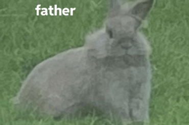 What is my bunnies breed (update post)